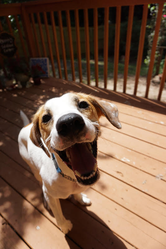 SPONSOR NEEDED!! This is Remington! He is an adorable 1yr old, Pointer Brittany mix! He is a great running buddy, and is good with most dogs. Due to his high energy, he really needs regular dates at doggie daycare. This will also help his socialization, including learning skills of when to simmer down when a dog isn't into his playfulness. The sponsor's donation will cover Remi's playdates at MoJo's Backyard, as well as regular vetting and supplies. Email us at LastHopeRescueFL@gmail.com if you'd like to help this sweet buddy out!! 